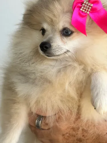 Spitz alemã (Merle )