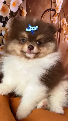 Spitz Alemão - Lulu da Pomerânia - Chocolate / Chocolate And Tan / Tri Chocolate