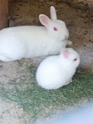 Vendo lindos coelhos ANÕES da raça Nederland.