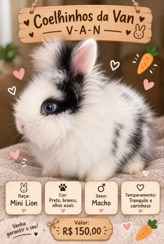 Mini coelho 