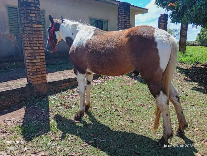Cavalo de serviço e passeio