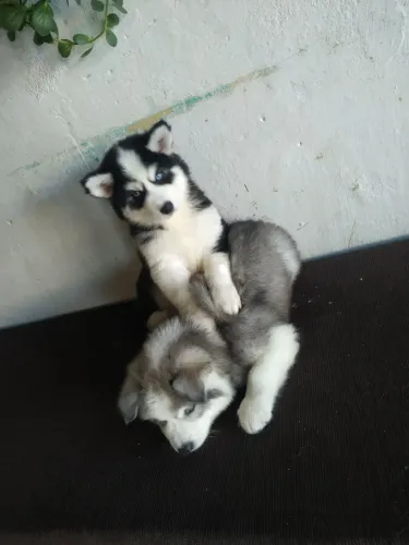 4 filhotes de husky siberiano para venda