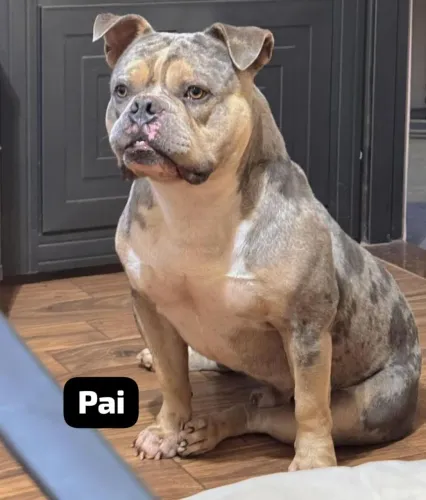 Filhotes American Bully 