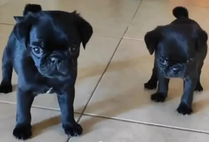 Pug