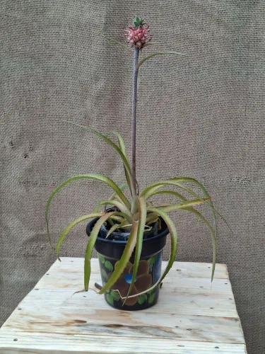 Abacaxi Ornamental