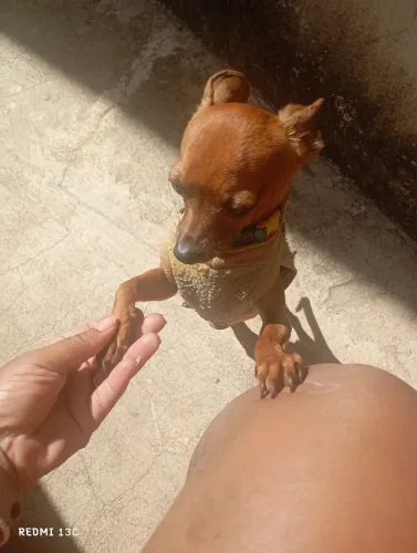 Meu pinscher procura uma namorada