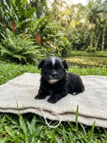 Chihuahua Pelo Longo Macho Filhote - Canil Rio Sagrado