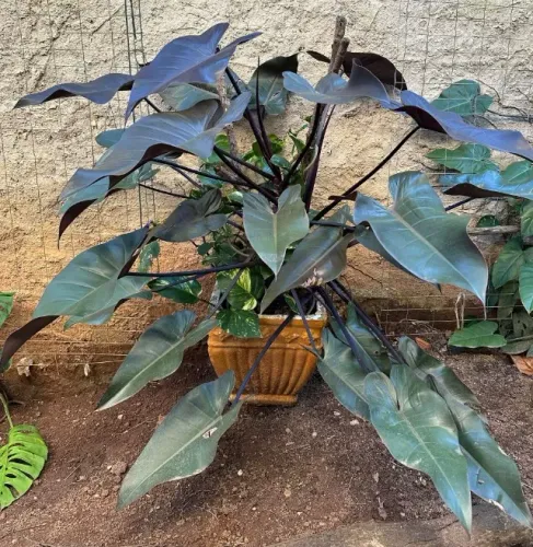 Planta Ornamental Tropical - 1,26m com Vaso Decorativo