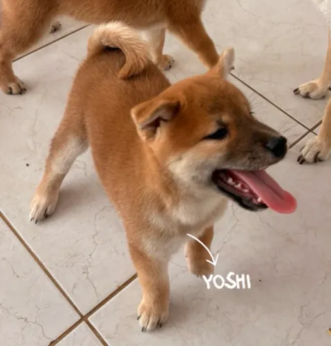 FiILHOTES DE SHIBA INU 