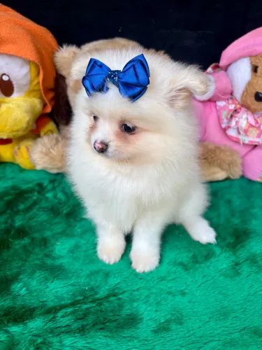 Spitz alemão macho e fêmea disponíveis