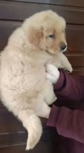 Golden Retriever (machinhos)