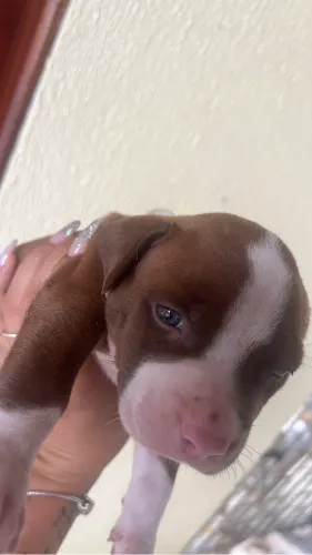 Filhote de Pitt Monster - Fêmea 