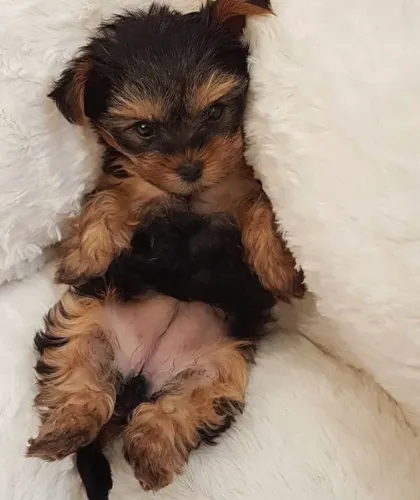 Yorkshire Terrier Caminho Que Sorri