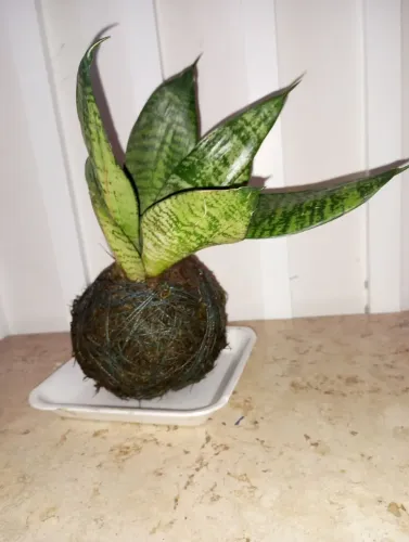 Kokedama Espada de São Jorge Mirim