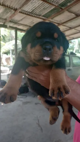 Bebe Rotwaler 