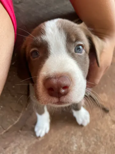 Cachorro