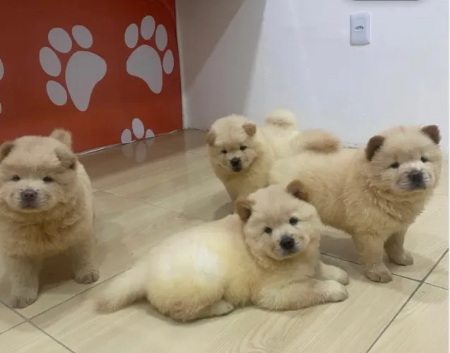 CHOW CHOW
