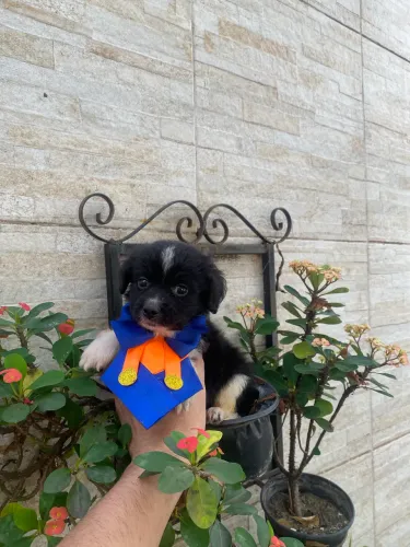 Cachorro machinho shitzu com maltês caminha brinde