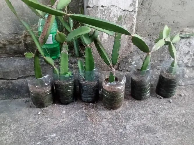 Mudas de pitaia