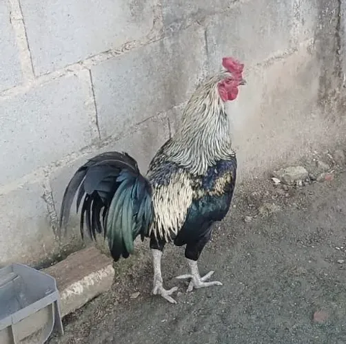 Vendo Galo 