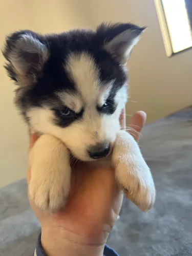 Oportunidade para ter Husky Filhotes