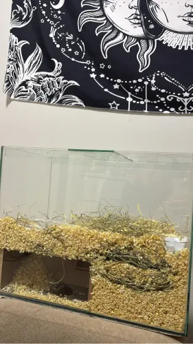 TERRÁRIO PARA HAMSTER
