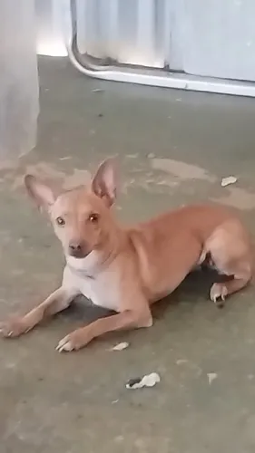 Vendo um pinscher fêmea fêmea