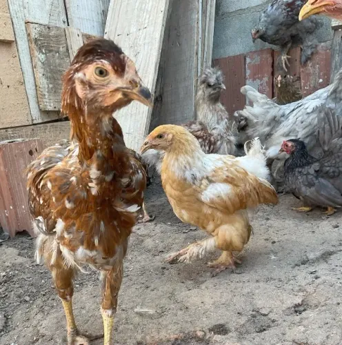 Galinhas frangas 