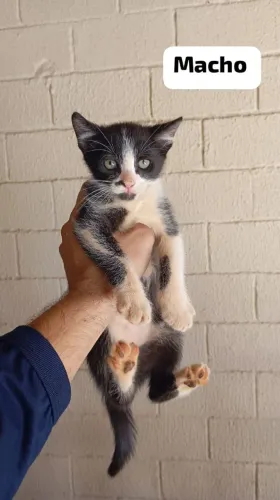 Gatinhos para doação 