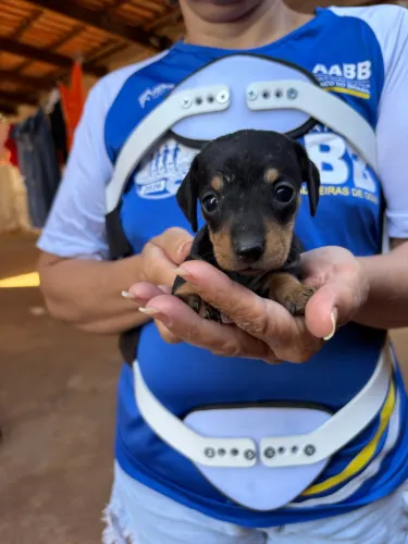Casal de Dachshund 