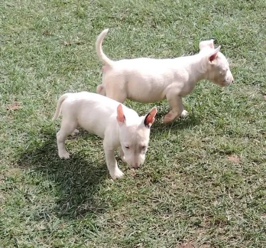 Bullterrier ; ¿ Filhotes com suporte veterinária