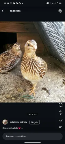 Codornas botando ,70 dias de vida