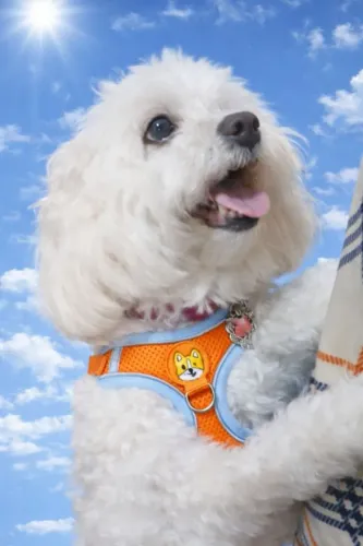 Peitorais de vários tamanhos 