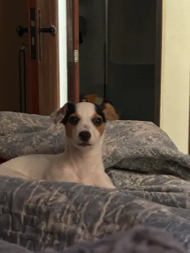 Vendo cão