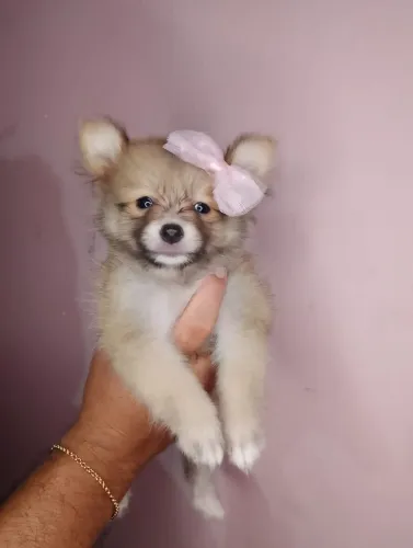 Lulu da Pomerânia