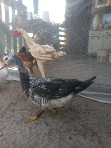 Pato