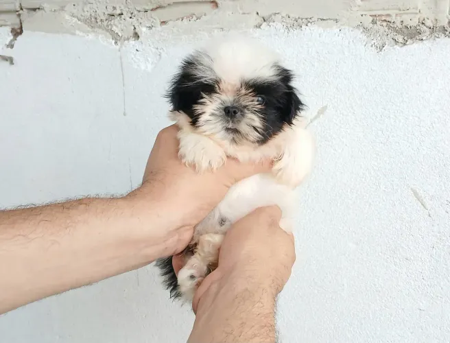Shih tzu MiNi PURO ORIGINAL! 