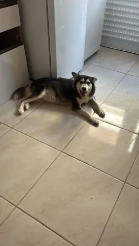 Eu tô doando uma fêmea de husky siberiano 
