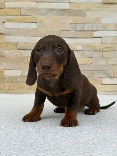 Dachshund Macho Chocolate dos Olhos Verdes ( Pedigree )