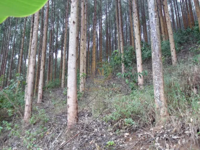 Terreno Rural 5 Alqueires à Venda em Matilde ES com Nascente e Eucalipto Pronto para Corte
