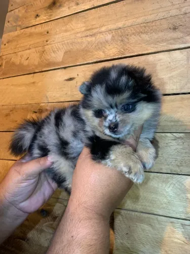 Lulu da pomerana, Spitz alemão 