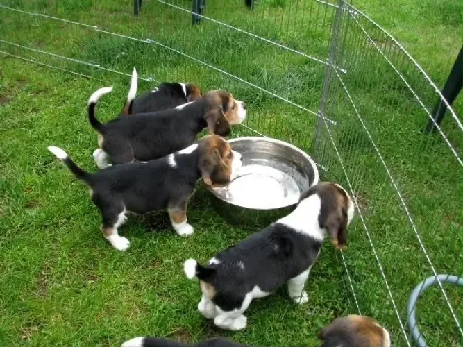 Beagle vacinado 