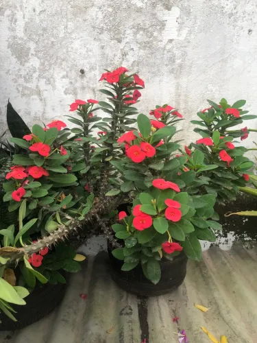 Planta | Coroa-de-cristo