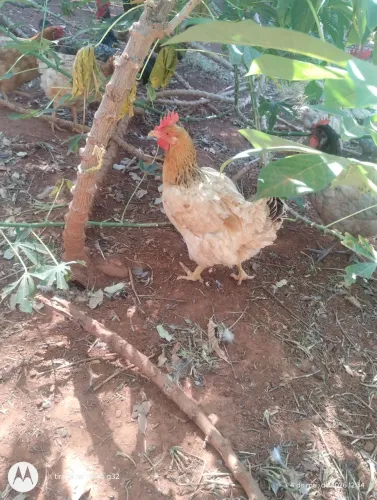 Vende-se galinhas e galos a partir de 25,00 R$