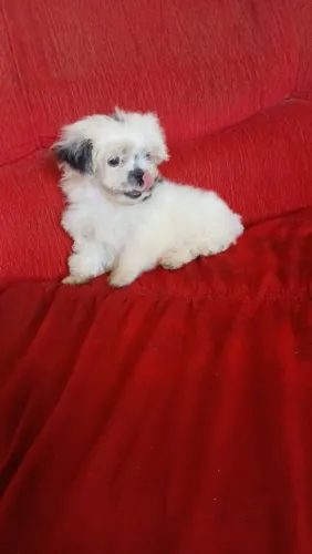 Cachorro