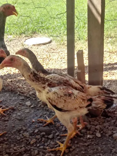 Vende-se galinha india.