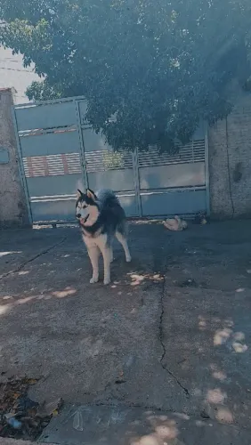 Doando huswck siberiano 