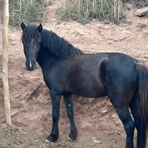 Cavalos