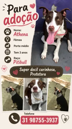 Adoção