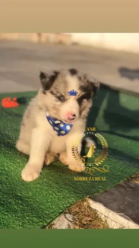 Border Collie Macho Merley